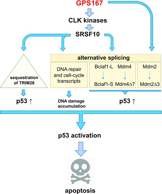 Proposed model of action for GPS167. The diagram illustrates the possible pathways through which GPS167 promotes stabilization, production and activation of p53. The model is based on GPS167-mediated alternative splicing shifts and the noted increased and potentially sequestering interaction of SRSF10 on TRIM28, which is known to interact with MDM2 to downregulate p53. GPS167 also increases the level of DNA damage, possibly by affecting the impact of SRSF10 on the alternative splicing of transcripts encoding components of the DNA repair and cell-cycle machinery (16). This pathway may activate p53 to promote apoptosis.