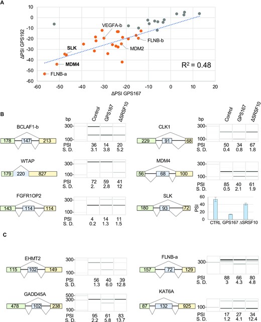 Impact of GPS167 and GPS192 on alternative splicing in HCT116 cells. (A) The differences in Percent Splicing In (ΔPSI, relative to DMSO) of 37 alternative splicing events (ASEs) identified from RNA-Seq and tested by endpoint RT-PCR are plotted to compare the amplitude of the splicing shifts (ΔPSI) imposed by GPS167 (x-axis) and GPS192 (y-axis). Overall, 23 ASEs are confirmed as common hits (ΔPSI larger than 10 percentage points with P values > 0.05, orange dots) while 14 showed ΔPSI between 0 and 10% (gray dots) with at least one compound. Selected ASEs are indicated. The complete analysis on histograms is shown in Supplementary Figure S2c. (B) Examples of ASEs shifted by GPS167 that are also significantly shifted by the depletion of SRSF10 in HCT116 cells (ΔPSI > 10 percentage points with P value < 0.05). The structure of selected ASEs is shown with the size (in nucleotides) of the alternative portions and adjacent exons. The RT-PCR analysis presents electropherograms (and histograms for SLK) with molecular weight markers. The PSI values with standard deviations (S.D.) are based on triplicates. (C) Examples of GPS167 shifts that were not affected in a statistically significant manner by the depletion of SRSF10 in HCT116 cells. The remaining ASEs for the SRSF10-independent set are shown in Supplementary Figure S5a.