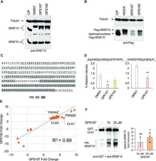 GPS167 promotes the dephoshorylation of SRSF10 and changes its interaction with partner proteins. (A) Total cellular extracts were collected 24 h after treatment or not with GPS167 or GPS192. Aliquots of the untreated cellular extract were incubated with or without calf intestinal phosphatase (CIP) for 15 min at 37°C. Proteins were fractionated on gel and transferred to nitrocellulose to reveal SRSF10. The major SRSF10 transcript contains two mutually exclusive exons, E7a and E7b, that are alternatively spliced to produce SRSF10-1 and SRSF10-2, respectively. SRSF10-1 is the full-length active SRSF10 isoform while SRSF10-2 is a much less potent regulator of SRSF10 exon 3 inclusion than SRSF10-1 (67). Tubulin was used as a loading control. (B) Flag-tagged SRSF10-1 was expressed in HCT116 cells. After 24 h of treatment with GPS167, cellular extracts were treated or not with CIP, and the tagged SRSF10 revealed in an immunoblot with anti-Flag antibodies. (C) Amino acid sequence of the SRSF10-1 protein showing the different domains (RRM, RS1 and RS2) in differently shaded boxes. The region of SRSF10 to which peptides identified by LC–MS/MS analysis mapped is underlined. (D) Proteins recovered from anti-Flag immunoprecipitations in triplicates using cells expressing Flag-SRSF10 and treated or not with GPS167 or GPS192 were analyzed by LC–MS/MS after trypsin digestion. Histograms depict the relative abundance of the SRSF10 peptide SRSRSFDYNYR derived from RS1 and containing three phosphorylated serines normalized for the recovery of the non-phosphorylated peptide DAEDALHNLDR derived from the RRM. The impact of GPS167 on another phosphorylated peptide (NVADDTRSEDLRT) is shown below. The asterisks indicate a statistically significant difference relative to the control, **P< 0.01, *P< 0.05. (E) Plot comparing proteins recovered by anti-Flag immunoprecipitation of Flag-SRSF10 and that were affected by a factor of 2 or more by both GPS167 and GPS192, each in a statistically significant manner. The list of proteins and the stimulation noted in their recovery are provided in Supplementary Table S5. (F) Results of a pull-down assay on Glutathione Sepharose 4B beads of GST-CLK1 incubated with His-tagged SRSF10 in the presence or the absence of GPS167. The fold stimulation in the recovery of SRSF10 relative to the control without GPS167 is plotted with standard deviations, *P< 0.05. Also shown is a sample immunoblot for one of the triplicate asays revealed with anti-GST and anti-SRSF10 antibodies.