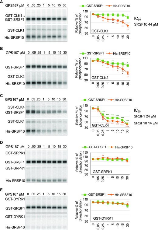 GPS167 inhibits CLK kinases. A 32P-kinase assay using commercially available recombinant CLK1 (panel A), CLK2 (panel B), CLK4 (panel C), SRPK1 (panel D) and DYRK1A (panel E) on His-SRSF10 and GST-SRSF1 in the presence of various concentrations of GPS167. Based on triplicate assays, values obtained by PhosphorImager were plotted in graphs. The asterisks indicate a statistically significant difference relative to the control, ***P< 0.001, **P< 0.01, *P< 0.05. IC50 values are given when total activity was brought down to <50% of the values without compounds.