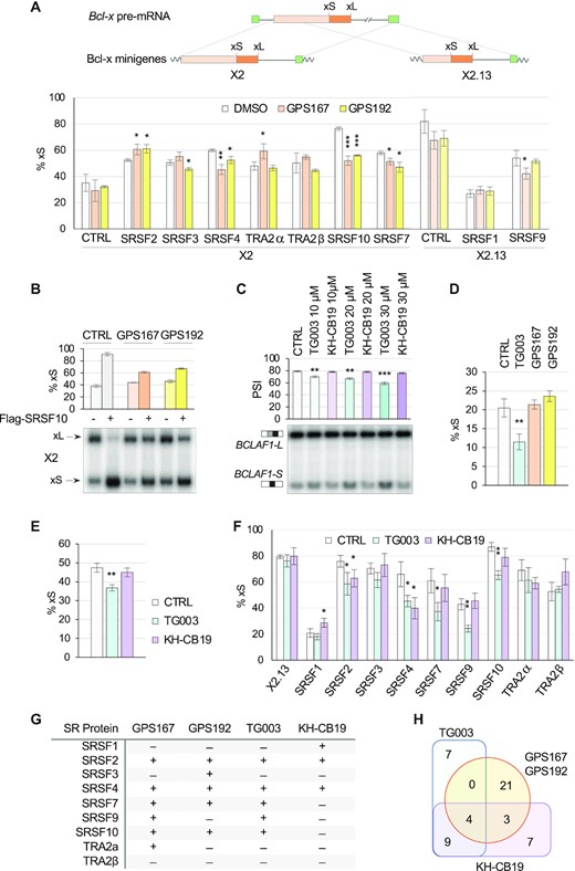 GPS167/192 and SR protein function. (A) EcR-293 cells were treated for 24 h with 10 μM of GPS167 or GPS192 after transfection of SR protein expression plasmids and the Bcl-x minigene X2 or X2.13. RT-PCR assays performed in triplicate were used to detect Bcl-xL and Bcl-xS splice variants, and results were compiled to produce the graphs. The structure of Bcl-x minigenes X2 and X2.13 is shown. (B) Using the same assay as in panel A, radiolabeled RT-PCR products were fractionated on acrylamide gels. Only one sample per triplicate is shown. The average percentages of the Bcl-xS variant are provided as well as standard deviations. (C) HCT116 cells treated with KH-CB19 and TG003 to test endogenous BCLAF1 alternative splicing of exon 5a by RT-PCR. (D) RT-PCR assay that measures the impact of compounds on the production of endogenous Bcl-xS in EcR-293 cells. (E) RT-PCR assay that measures the impact of compounds on Bcl-x reporter X2 splicing after transfection in EcR-293 cells. (F) RT-PCR assay to test the impact of compounds on the activity of SR proteins using the Bcl-x splicing reporter X2.13 in EcR-293 cells. (G) Summary table of the effect of compounds on the splicing activity of the various SR proteins. (H) Venn diagrams showing the distribution of common and unique ASEs whose splicing were altered by CLK kinase inhibitory molecules GPS167/192, TG003 and KH-CB19. A total of 47 ASEs were tested. A shift was considered when the ΔPSI was greater than 5 percentage points and detected in two or more samples. Common ASEs reactive to all CLK inhibitors (and shifting in same direction) were NAB2, FBXO44, DDR1 and GADD45A. Asterisks indicate statistical significance (***P< 0.001, **P< 0.01, *P< 0.05) with n = 3 technical replicates.