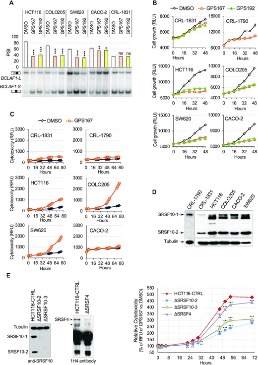 Growth and cytoxicity impact of GPS167 and GPS192 on colorectal cancer cell lines. (A) Impact of GPS167 and GPS192 on the alternative splicing of exon 5a in BCLAF1 as measured by endpoint RT-PCR. Average of triplicates and standard deviations are shown in the graph showing PSI values. One sample of each group was fractionated on a native gel to visualize the BCLAF1-L and BCLAF1-S splice variants. Asterisks indicate statistical significance (***P< 0.001, **P< 0.01, *P< 0.05) with n = 3 technical replicates. (B) The CellTiter-Glo assay (Promega) was used to monitor growth (ATP levels). (C) The fluorescent CellTox-Green assay (Promega) was used to measure cytotoxicity in 6 different cell lines (n = 6 technical replicates). (D) Immunoblot analysis with anti-SRSF10 antibody in different cell lines. The anti-tubulin antibody was used to assess loading. (E) SRSF10 and SRSF4 depletion in HCT116 cells was ascertained by immunoblotting using the anti-SRSF10, and the 1H4 antibody that recognizes a phosphorylated epitope in SR proteins. The position of SRSF4 based on size is indicated and the asterisk indicates proteins that may correspond to SRSF4 isoforms or fragments. A cytotoxicity assay (CellTox-Green assay) was performed with 20 μM of GPS167. The values are expressed as percentages expressing the impact of the drug relative to the DMSO control (100%) associated with each data point. Asterisks indicate statistical significance (***P< 0.001, **P< 0.01, *P< 0.05) by performing a multiple t test analysis.
