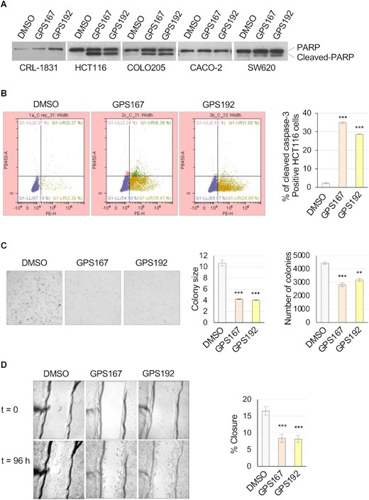 Phenotypic impact of GPS167 and GPS192. (A) PARP1 cleavage assay following treatment of various colorectal cancer cell lines with GPS167 or GPS192. Treatment was for 48 h before total proteins were fractionated and an immunoblot performed to reveal PARP1 and its cleavage product. (B) HCT116 cells treated as in panel A analyzed by FACS to quantify cleaved caspase-3 positive cells. Q1-LL is showing only PI-stained cells and Q1-LR is showing cleaved caspase-3 positive cells. (C) Colony formation and colony size assay. (D) Scratch assay with graphical representation based on n = 3 technical replicates. Asterisks indicate statistical significance (***P< 0.001, **P< 0.01).