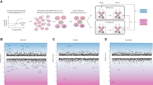 CRISPR-based chemogenomic screens with GPS167, TG003 and KH-CB19. (A) Schematic overview of whole genome pooled CRISPR screens carried out in the NALM-6 cell line. (B–D) CRISPR screen RANKS scores for (B) GPS167, (C) TG003 and (D) KH-CB19. Positive scores and blue shading indicate a drug-resistant (rescue) phenotype while negative scores and pink shading indicate a drug-sensitive (synthetic lethal) phenotype. Genes with scores >1 or <–1 are shown. Labelled genes indicate significant hits (FDR < 0.05) in each screen.