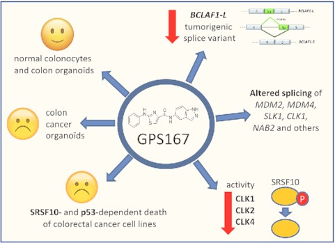 Aminothiazole carboxamide core molecule GPS167 decreases production of pro-tumorigenic BCLAF1-L variant, alters alternative splicing of other cancer-relevant transcripts and inhibits CLK kinases to impact the activity of SRSF10. GPS167 is selectively cytotoxic for colorectal cancer organoids and cell lines in a SRSF10- and p53-dependent manner.