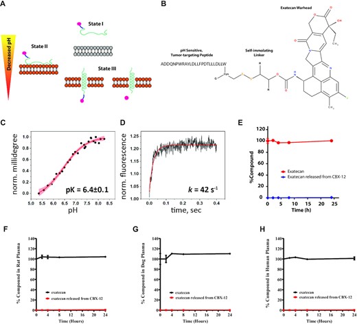 In vitro pH-dependent membrane insertion and stability of CBX-12 conjugates. (A) Schematic representation of a pHLIP conjugate interacting with and inserting across a lipid bilayer to deliver a cargo. (B) Design and structure of the CBX-12 conjugate. (C) The pH-dependent insertion of CBX-12 into bilayers of liposomes. (D) Kinetics of CBX-12 insertion into membrane of liposomes. (E) Time course of mouse (E) rat (F), dog (G) and human (H) plasma concentrations of exatecan after in vitro incubation with 10 μM CBX-12 or 10 μM unconjugated exatecan at 37°C. The percentage of exatecan released from CBX-12 or from unconjugated exatecan was calculated relative to unconjugated exatecan values at time = 0, N = 2.