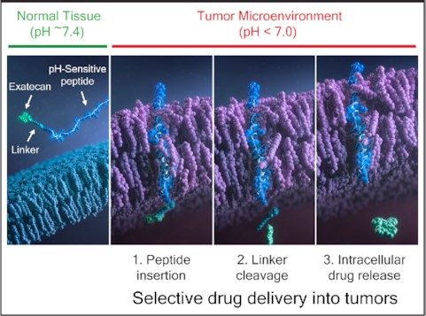 CBX-12 is a pH-sensitive peptide-drug conjugate that selectively delivers the TOP1 inhibitor exatecan into tumor cells in an antigen agnostic manner. The peptide forms an alpha helix only in the low pH tumor microenvironment, allowing directional insertion of the peptide across the tumor membrane, cleavage of the linker within the cytosol, and release of free exatecan within the tumor cell. This pH-based delivery approach results in a high therapeutic index universally across solid tumors.