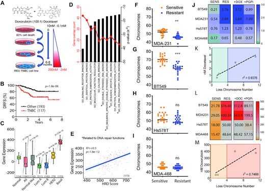 Evaluation of TNBC genome stability traits from clinical trials and drug adapted cell lines. (A) Schematic flow diagram of method t establish the chemoresistant cell lines. (B) Distance relapse free survival of neoadjuvant doxorubicin and docetaxel treated patients stratified for triple negative breast cancer subtype versus the remaining subtypes (GSE25066; 310 patients in total). P = 1.8e-6 Log-rank Mantel-Cox test. (C) In an independent dataset, the breast cancer dataset from The Cancer Genome Atlas (TCGA), the molecular signature derived from GSE25066 (see Methods and Supplementary Table 1) perfectly separates all 173 basal breast cancer samples from all 703 luminal samples. Subtypes were defined according to the PAM50 classifier. Mann-Whitney U test p-values as shown. (D) Molecular signatures Database curated gene set comparing TNBC to other subtypes for gene expression changes in molecular functions ranked based on gene numbers and statistical significance following neoadjuvant doxorubicin and docetaxel chemotherapy (GSE25066). Mann–Whitney U test P-values as shown. (E) Patient samples compared for genes expression induced in response to chemotherapy combination doxorubicin and docetaxel profile compared to Homologous recombination deficiency measured using a gene expression signature, based on the expression of 230 genes (HRD_score), as previously reported (46). (F) Chromosome count of metaphase spreads comparing MDA-M-231 sensitive and resistant cell lines. (G) BT549, (H) Hs578t and (I) MDA-MB-468 (***P < 0.0001, **P < 0.001 paired Student t-test, ± SEM of three independent experiments). (J) Heat map of IC50 values derived from dose curves for each matched sensitive (SENS) and drug adapted (RES) TNBC cell lines for docetaxel monotherapy, in combination with doxorubicin and with the addition of P-glycoprotein pump inhibitor (PGPi). IC50 (nM) indicated from three independent experiments. (J) Correlation between IC50 of docetaxel and the average loss of chromosome number observed in the matched resistant cell line. r2 = 0.9376 Pearson correlation coefficient, *P = 0.034 paired student t-test. (K) As above in (I), heat map utilizing doxorubicin monotherapy in combination with docetaxel and with the addition of P-glycoprotein pump inhibitor (PGPi). (L) Correlation between IC50 of doxorubicin and the average loss of chromosome number observed in the matched resistant cell line. r2 = 0.7466 Pearson correlation coefficient, ns.