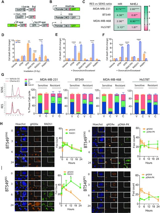 Functional shift in DNA damage response in drug adapted cell lines. (A) Schematic diagram of DNA repair GFP fluorescent reporter for homologous recombination driven repair of I-Sce1 enzyme-mediated double strand break. (B) Schematic diagram of DNA repair GFP fluorescent reporter for non-homologous end joining driven repair of linearized GFP. (C) All matched sensitive and resistant cell lines were assayed for homologous recombination activity and non-homologous end joining driven repair in non-synchronized cells. Fold change is expressed as a ratio comparing output of resistant cells compared to sensitive control **P < 0.001 paired Student t-test, ± SEM of three independent experiments. (D) MDA-MB-231 cells monitored for cell growth over 5 days with incucyte live cell imaging and dead cells selected for with a cell-impermeant dye. Response was compared for irradiation induced double strand breaks inhibition of key proteins against homologous recombination (RAD51), non-homologous end joining (DNA-PK), alternative non-homologous end joining (PARP) and key upstream signaling kinases (ATM and ATR) (***P < 0.0001 paired Student's t-test, ± SEM of 3 independent experiments). (E) Matched sensitive and resistant MDA-MB-231 cells lines were assayed as above, however double strand breaks were induced by the combined activity of low dose doxorubicin and docetaxel (****P < 0.00001, **P < 0.001 paired Student's t-test, ± SEM of three independent experiments). (F) Matched sensitive and resistant BT549 cells lines were assayed as above, however double strand breaks were induced by the combined activity of low dose doxorubicin and docetaxel (****P < 0.00001, **P < 0.001 paired Student's t-test, ± SEM of three independent experiments). (G) Cell cycle analysis by PI incorporation. Example trace of MDA-MB-231 matched sensitive and resistant, treated with chemotherapy (C) or DMSO, vehicle control (V). Stacked bar plots of cell cycle phase percentages ± SEM of three independent experiments. (H) Immunofluorescent analysis of the rate of double strand break repair marked by comparison of gammaH2AX foci marked breaks, homologous recombination RAD51 foci and phospho-DNA-PK (S2056) foci as a marker for switch to non-homologous end joining in BT549 sensitive cells. (I) Immunofluorescent analysis of the rate of double strand break repair marked by comparison of gammaH2AX foci marked breaks, homologous recombination RAD51 foci and phospho-DNA-PK (S2056) foci as a marker for switch to non-homologous end joining in BT549 resistant cells.