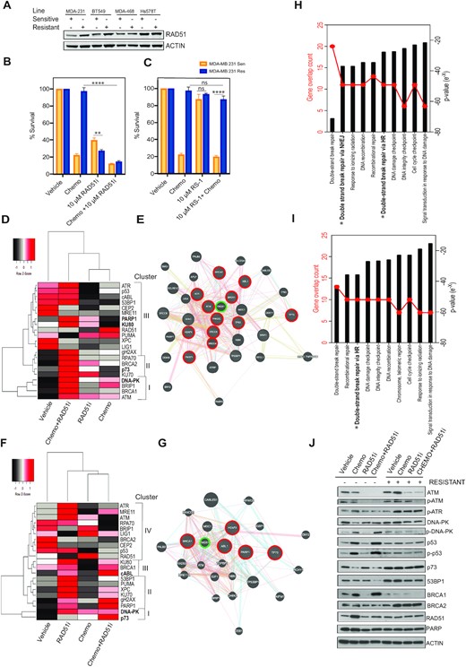 Sensitization of chemoresistant cells by targeting RAD51 and homologous recombination. (A) Protein expression analysis of RAD51 in all resistant and sensitive lines, actin shown as loading control. (B) MTT metabolism assay targeting homologous recombination with a RAD51 inhibitor (****P < 0.00001, **P < 0.001 paired student t-test, ± SEM of 3 independent experiments). (C) MTT metabolism assay targeting homologous recombination with a RAD51 stabilizer (****P < 0.00001 paired student t-test, ± SEM of 3 independent experiments). (D) Gene clustering of qPCR gene expression analysis of MDA-MB-231 sensitive cells response to chemotherapy alone and in combination (Z-score -2 to +2 per gene across 4 conditions). (E) Functional interaction networks distances based on physical, colocalization and coexpression values. Key gene nodes of high expression after treated with chemotherapy and RAD51i are highlighted in red. RAD51 highlighted in green. Connectors, physical interactions (pink lines) and outliers joined by pathway association (blue lines). (F) Gene clustering of qPCR gene expression analysis of MDA-MB-231 resistant cells response to chemotherapy alone and in combination (Z-score –2 to +2 per gene across 4 conditions). (G) Functional interaction networks distances based on physical (pink lines), colocalization (blue lines) and coexpression values (purple lines). Key gene nodes of high expression after treated with chemotherapy and RAD51i are highlighted in red. RAD51 highlighted in green. Connectors, physical interactions (pink lines) and outliers joined by pathway association (blue lines). (H) Molecular signatures Database pathway analysis using curated gene set comparing response to chemotherapy and RAD51i in MDA-MB-231 SENS cells. (I) Molecular signatures Database pathway analysis using curated gene set comparing response to chemotherapy and RAD51i in MDA-MB-231 RES cells. (J) Protein expression analysis of MDA-MB-231 resistant and sensitive cells response to chemotherapy alone and in combination.