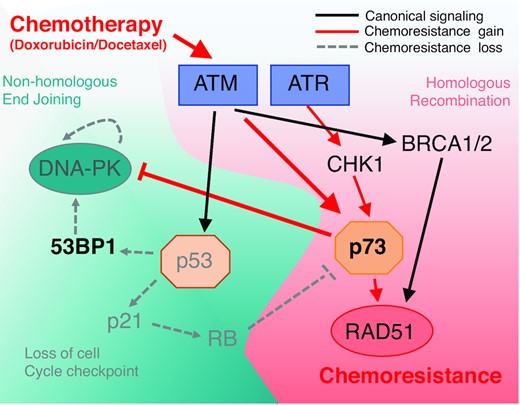 Pathway analysis under treatment conditions and resistance associated with induction of chemoresistance. Schematic diagram of chemoresistance signaling based on functional gene analysis and gene expression profiling observed in TNBC adapted cell lines.