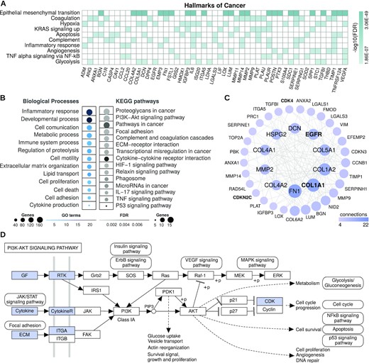 Functional enrichment analyses of genes associated with glioblastoma patients' overall survival using Reboot. (A) Top 10 enriched hallmarks of cancer and genes associated with at least 2 of them. (B) Groups of enriched GO biological processes and glioblastoma-related KEGG pathways. (C) Network of protein–protein interactions from STRING database with cancer driver genes highlighted in bold. (D) Schematic diagram of how up-regulation of 15 genes in glioblastoma may lead to activation of the PI3K-Akt signaling pathway, a summarized KEGG’s representation with gene products highlighted in blue (or in grayscale).