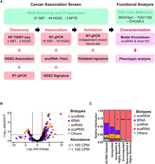 snoRNA expression is specifically modified in high-grade ovarian cancer. (A) Strategy for the identification of high-grade ovarian cancer associated mid-size non-coding RNA. Total RNA of three HGSC and three SBT was sequenced using non-fragmented TGIRT-seq (NF-TGIRT-seq). RNAs that are upregulated by >2-fold in HGSC as compared to SBT with a Benjamini-Hochberg adjusted P-value ≤0.05 were verified using RT-qPCR in the same sequenced tissues. snoRNA association with HGSC was evaluated using an independent set of 37 tissues and snoRNA signature identified. The signature capacity to discriminate between HGSC, SBT and normal fallopian tube epithelium (NFTE) tissues was evaluated using an independent set of mixed tissues. To functionally analyze the validated snoRNA signature, individual snoRNAs were knocked down using antisense oligonucleotides (ASOs) and evaluated for function using three model ovarian cancer cell lines. (B) snoRNAs are the most abundant class of HGSC-associated mncRNAs as compared to SBT. The log2 fold change in abundance of HGSC RNA relative to SBT RNA as measured by NF-TGIRT-seq was plotted against the –log10 adjusted P-value. The most significantly down- and up-regulated mncRNAs in HGSC are respectively in the upper most left and right quadrants of the volcano plot. Dots highlighted with a dark contour indicate RNAs expressed at more than 100 CPM. The biotype of the different RNA classes is indicated on the right. (C) snoRNAs are specifically dysregulated in HGSC as compared to SBT. The relative distribution of RNAs that are detected (>1 CPM), differentially expressed (– or + log2 fold change and adjusted P-value of at most 0.05), and highly abundant (>100 CPM) in HGSC is shown as stacked bar plots. The name of the different RNA classes is indicated on the right. The stars indicate the significance as measured by Chi-square tests with P-values of 0.03 (*), 0.02 (*), 0.0003 (***) and 0.001(**) from left to right when comparing the relative enriched proportion of each mncRNAs between the full dataset (all RNA detected) and the subsets of interest.