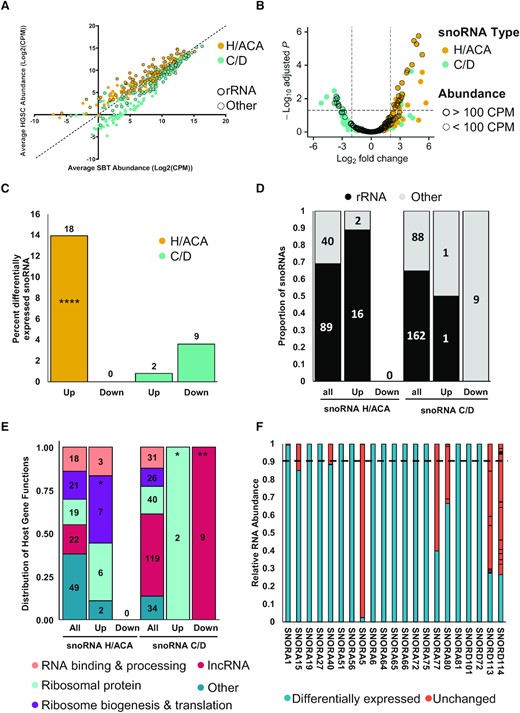 H/ACA and C/D box snoRNAs are differentially expressed in HGSC as compared to SBT. (A) H/ACA and C/D box snoRNAs display distinct abundance patterns in HGSC and SBT. The abundance of H/ACA and C/D snoRNAs as determined by NF-TGIRT-seq was compared using a scatter plot. C/D snoRNAs are shown in cyan and H/ACA snoRNAs are shown in yellow for panels (A) to (C). Dots highlighted with a dark contour indicate snoRNAs with predicted rRNA modification targets. (B) H/ACA snoRNAs are the most upregulated class of snoRNAs in HGSC as compared to SBT. The log2 fold change of snoRNA abundance in HGSC relative to that of SBT was plotted against the –log10 adjusted P-value. The most significantly down- and up-regulated mncRNAs in HGSC are in the upper most left and right quadrants of the volcano plot, respectively. Highlighted dots indicate RNAs expressed above 100 CPM. (C) C/D snoRNAs are mostly down regulated in HGSC as compared to SBT. Bar graph showing the percent of snoRNAs that are highly expressed (expressed above 100 CPM) and either up or down regulated in HGSC. The numbers above the bars indicate the number of snoRNAs that fall within that category. The proportion of upregulated H/ACA snoRNAs is significantly higher than the proportion of C/D snoRNAs in HGSC (Fisher's exact test ****P < 0.0001). (D) Most HGSC-associated snoRNAs target ribosomal RNA modifications. The proportion of snoRNAs that target rRNA modifications is indicated for both up and down regulated snoRNAs in the form of a stacked bar graph. The numbers inside the bars indicate the number of snoRNAs that fall within that category. All, up and down indicate respectively all detected snoRNAs (at least 1 CPM in one or more tissue), upregulated or downregulated in HGSC. (E) Most upregulated snoRNAs are expressed from host genes coding for proteins associated with ribosome biogenesis and translation. The function of the host genes harboring all detected, upregulated, and downregulated snoRNAs is indicated in the form of a stacked bar graph. The categories of the host gene functions are indicated on the bottom. The proportion of snoRNAs encoded in host genes with specific functions were compared between all detected snoRNAs and those in subgroups of interest, per snoRNA class. The star (*) indicates P-values ranging from 0.05 to 0.03 while ** indicate a P-value of 0.006. (F) Most HGSC-associated snoRNAs are expressed from a single expressed gene copy. The relative abundance of the RNA generated from the different gene copies coding for each HGSC-associated snoRNA is indicated in the form of a bar graph. The differentially expressed snoRNA copies are indicated in blue and those produced from other copies indicated in pink. The dashed line is the cut-off at 90%.