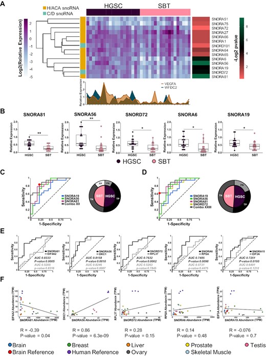 Identification of a HGSC snoRNA signature. (A) Five snoRNAs accurately discriminate between HGSC and SBT derived from independent patients’ cohorts. The relative abundances of the 14 HGSC-associated snoRNAs identified by sequencing were examined in a set of 37 tissues using RT-qPCR. Data were normalized relative to the mean amount of MRPL19 mRNA and a spike-in of E. coli 23S rRNA, and the log2 of the relative expression is presented in the form of a horizontally clustered heatmap. The snoRNA class is indicated on the left, the identity of the tissue of origin shown on the top and the significance (-log2 of Benjamini-Hochberg adjusted P-value) of differential expression between HGSC and SBT is shown on the right. For comparison, the histogram shown at the bottom indicates the relative expression of two known HGSC molecular markers (VEGF-A and WFDC2). (B) Comparison between the distributions of the abundance of the top five HGSC-associated snoRNAs in 18 SBT and 19 HGSC tissues. The abundance of the snoRNAs was determined as described in A and the data shown as a box plot. Each point in the box plot represents one tissue and the data obtained from HGSC and SBT are shown in purple and pink, respectively. The stars indicate P-values from Tukey tests from left to right of 0.002 (**), 0.002 (**), 0.02 (*), 0.02 (*) and 0.04 (*). (C, D) Identification of optimal snoRNA signatures of HGSC. Thirty-one different combinations of the five HGSC-associated snoRNAs were evaluated and the receiver operating characteristic (ROC) curve of the most sensitive (C) and specific (D) combinations are shown. The curves show the snoRNA combinations in grey. Combo XII is composed of SNORA19, SNORA56 and SNORA81, while Combo XXIII is composed of SNORA19, SNORA56, SNORA81 and SNORD72. The optimal discrimination cut-off is indicated by the red dot. The pie charts shown on the right indicate the signature dependent distribution of the 37 tissues examined. SBT and HGSC are indicated in pink and purple, respectively. Tissues that are correctly identified are indicated in black and dark grey, while tissues that are misidentified are indicated in light grey and white, respectively. (E) snoRNAs may discriminate between HGSC and SBT in a host gene independent manner. The capacity of each of the top five HGSC-associated snoRNAs to discriminate between HGSC and SBT tissues was compared to that of their host genes using ROC curves. The area under the curve (AUC) is indicated for each snoRNA (black) and each host gene (grey), while the dotted line indicates a random distribution. P-value for two-tailed tests were calculated for each ROC curve. (F) The expression of all but one HGSC-associated snoRNAs and their host genes is independently regulated. The abundance of the top 5 HGSC-associated snoRNAs and their host mRNAs in seven healthy tissues and two human and brain references was retrieved from published TGIRT-seq datasets (42,45) and presented as a scatter plot. The Pearson correlation for the different gene pairs is indicated below each graph.