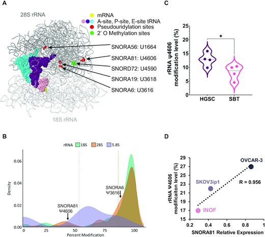 Ribosomal RNA pseudouridylation correlates with both SNORA81 expression and tumour aggressiveness. (A) Location of the rRNA pseudouridylation sites targeted by HGSC associated snoRNAs. The ribosome structure was generated as described in (32). SNORA19 targeted modifications at positions U3709 and U863 could not be illustrated in this view of the ribosome (B) Percent pseudouridylation of rRNA modification. The density plot indicates the previously reported percent modifications of all pseudouridylation sites in rRNA (50). The position of the only two partially modified sites in the 28S rRNA targeted by SNORA81 and SNORA6 are indicated on top. (C) SNORA81 targeted rRNA sequence displays increased levels of pseudouridylation in HGSC as compared to SBT. The violin plot compares the percent modification level of the SNORA81 targeted position 4606 of the 28S rRNA, in 4 HGSC and 4 SBT tissues. T-test was performed (*P-value 0.04) by comparing the rRNA modification level in HGSC and SBT. (D) The abundance of SNORA81 correlates with the level of its targeted rRNA modification and with its effect on cancer cell aggressiveness. The abundance of SNORA81 and the level of its targeted pseudouridylation were measured in the immortalized ovarian cancer cell line (INOF), the ascites driven serous cystadenocarcinoma cell line (SKOV3ip1) and high-grade serous ovarian cancer cell line (OVCAR-3). The Pearson correlation (R) value between the RNA abundance and level of pseudouridylation is indicated on the right.