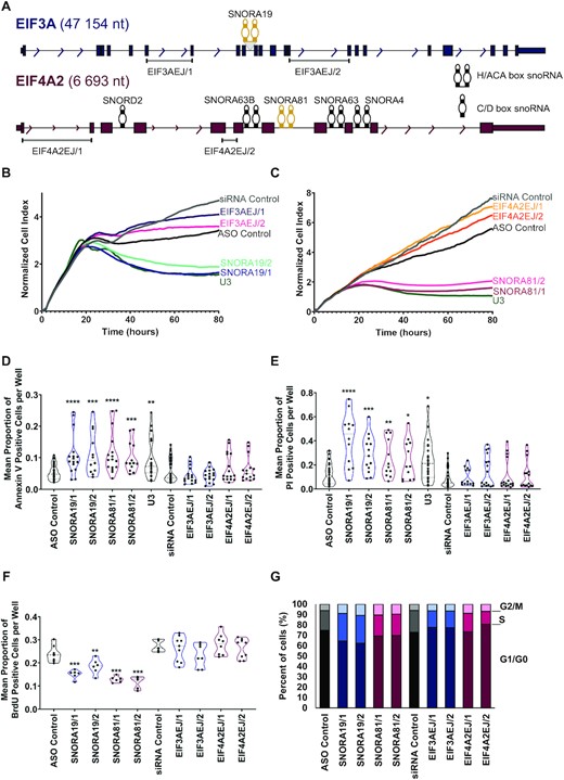 HGSC-associated snoRNAs induce cell survival and inhibit apoptosis. (A) SNORA19 and SNORA81 are expressed from host genes encoding the translation initiation factors EIF3A and EIF4A2 respectively. The structure of the two snoRNA encoding genes is depicted to scale. Exons, introns, and snoRNAs are indicated in blue (EIF3A) and purple (EIF4A2) boxes, lines and stem-loops, respectively. Both SNORA19 and SNORA81 are indicated in yellow. The names of the snoRNAs are indicated above them and the position of the exon-junction siRNAs used to inhibit the expression of the mature mRNA are shown at bottom. Arrows indicate the direction of transcription and gene sizes are shown on the left. (B) Knockdown of SNORA19 represses cell growth. The ovarian cancer model cell line SKOV3ip1 was transfected with two ASOs against SNORA19 (SNORA19/1 and SNORA19/2) or two siRNAs targeting the exon junction of EIF3A mRNA (EIF3AEJ/1 and EIF3AEJ/2) and the effect on growth was followed in real-time through changes in cell impedance. Unrelated siRNAs and ASOs were used as negative controls and an ASO against U3 snoRNA was used as a positive control. The y-axis indicates the normalized cell index, which is the average of the three technical replicates. (C) Knockdown of SNORA81 represses cell growth. Depletions of SNORA81 (SNORA81/1 and SNORA81/2) and its host gene (EIF4A2EJ/1 and EIF4A2EJ/2) were carried out as described in (B). (D) Knockdowns of SNORA19 and SNORA81 induce apoptosis. The effect of the different knockdowns described in B and C on apoptosis was evaluated 48 hours after transfection using Annexin V assays. The results, shown as violin plots, represent the mean proportion of annexin V positive cells per well. Mann-Whitney tests were performed and are indicated by asterisks. The stars indicate P-values from left to right for SNORA19/1 (****P-value < 0.0001), SNORA19/2 (***P-value 0.0009), SNORA81/1 (****P-value < 0.0001), SNORA81/2 (***P-value 0.0002) and U3 (**P-value 0.008), as compared to the control ASO. (E) Knockdowns of SNORA19 and SNORA81 induce necrosis. The experiment was carried out as in D, but necrosis caused by contact of Propidium iodide and nucleic acids in cells with compromised membranes was assessed. The stars indicate P-values from left to right for SNORA19/1 (****P-value < 0.0001), SNORA19/2 (***P-value 0.0004), SNORA81/1 (**P-value 0.01), SNORA81/2 (*P-value 0.04) and U3 (*P-value 0.02) as compared to the control ASO. (F) Knockdowns of both SNORA19 and SNORA81 inhibit cell proliferation. SKOV3ip1 were transfected as described in (B) and (C) and labelled with BrdU 48 h after transfection. The violin plots show the mean proportion of BrdU positive cells per well. Mann–Whitney tests were performed, and significance is indicated by asterisks. The stars indicate P-values from left to right for SNORA19/1 (***P-value 0.0007), SNORA19/2 (**P-value 0.008), SNORA81/1 (***P-value 0.0007), SNORA81/2 (***P-value 0.0007) as compared to the control ASO. (G) Knockdown of SNORA19 and SNORA81 causes arrest in the S phase of the cell cycle. SKOV3ip1 cells transfected and propidium iodide-stained were analyzed by FACS to determine their cell cycle phase after 48h and these proportions were displayed as stacked bar graphs. The cell cycle phases detected after the knockdown of SNORA19 and SNORA81 are shown in shades of blue and purple, respectively.
