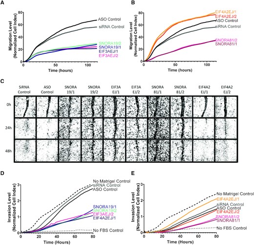 HGSC-associated snoRNAs promote cell migration. (A, B) Knockdown of SNORA19 (A) and SNORA81 (B) inhibits cell migration. snoRNA (SNORA19/1, SNORA19/2, SNORA81/1 and SNORA81/2) and their host genes (EIF3AEJ/1, EIF3AEJ/2, EIF4A2EJ/1 and EIF4A2EJ/2) were knocked down in SKOV3ip1 and cell migration monitored using Xcelligence RTCA after 24 h of transfection. A scrambled ASO (black) and a scrambled siRNA (grey) were used as controls. The y-axis indicates the normalized cell index, which is the average of the three technical replicates. The experiment was carried out in three biological replicates. (C) Knockdown of SNORA19 and SNORA81 delays wound healing. Cells were transfected as described in (A) and wounds introduced 48 h after transfection. Healing progress shown after 0, 24 and 48 h. (D, E) Knockdown of SNORA19 (D) and SNORA81 (E) inhibit cell invasion. Cells were transfected as described in A and cell invasion was monitored using Xcelligence RTCA CIM plate layered with matrigel 24 h after transfection. A scrambled ASO (black) and a scrambled siRNA (grey) were used as controls. No matrigel in upper chamber (dashed line) and no FBS in lower chamber (dotted lines) were used as controls. The y-axis indicates the normalized cell index, which is the average of the three technical replicates.