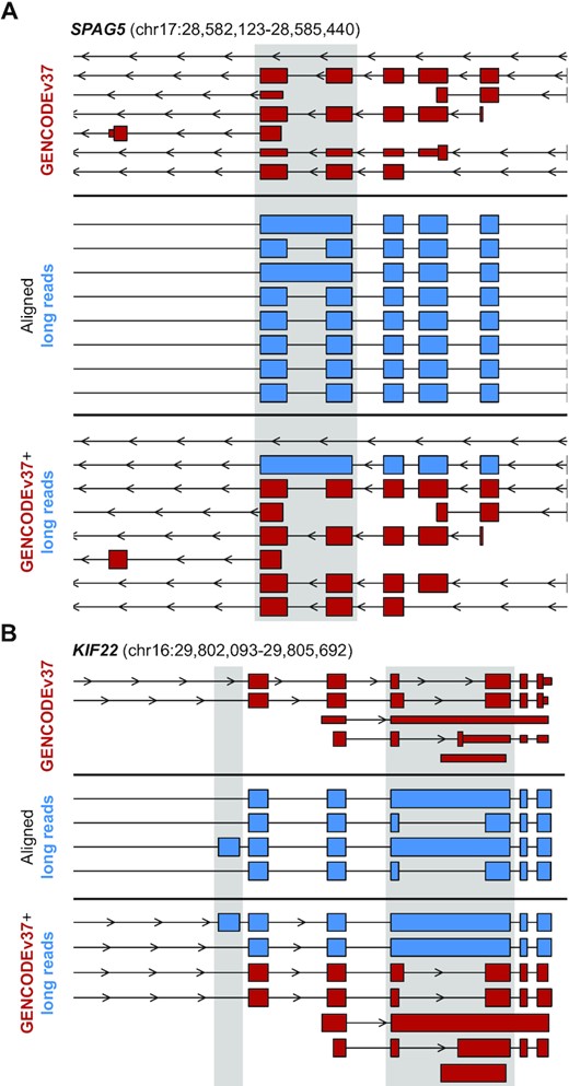 Alignment of PacBio SMRT long RNAseq reads to GRCh38. PacBio SMRT long RNAseq reads were filtered for high-confidence transcripts, then aligned to GRCh38. Previously unannotated regions are indicated with gray shading. (A) An example of an unannotated retained intron in SPAG5 is illustrated here, with the red top section illustrating the existing GENCODEv37 annotation at this locus, the blue center section is the aligned long reads after filtering, and the lower red and blue panel illustrates the combined GENCODEv37+long read transcriptome used for quantification of all samples. (B) Panel layout is the same as in (A), focusing on the KIF22 locus that has both an unannotated exon as well as an unannotated retained intron.