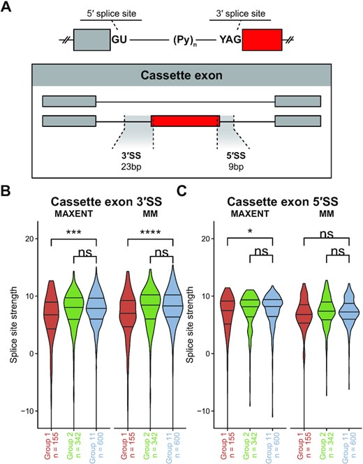 Cassette exons more frequently utilized in EwS have weaker 3′SS signal relative to canonical human splice sites. (A) Diagram of regions of interest when evaluating splice site strength for either cassette exons or retained introns, where the red exon or intron is the splicing event being evaluated. (B, C) Splice site strength as evaluated by maximum entropy (MAXENT) or first-order Markov model (MM) with 25th, 50th, and 75th quantiles indicated on violin plots, at the 3′SS (B) and 5′SS (C) of Groups 1, 2 and 11 cassette exons. (Wilcoxon signed-rank test; *P ≤ 0.05; **P ≤ 0.01; ***P ≤ 0.001; ****P ≤ 0.0001).
