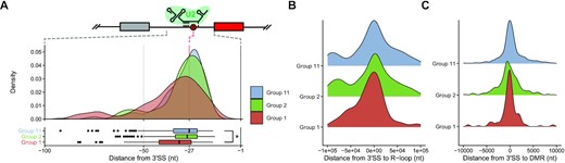Cassette exon splice sites utilized in EwS are more likely to have distant U2 spliceosome subunit binding sites. (A) Density plot of branch point locations in Group 1, Group 2, and Group 11 cassette exons. (B) Distance from 3′SS to nearest R-loop binding site for Group 1, Group 2 and Group 11 cassette exons. (C) Distance from 3′SS to nearest differentially methylated region (DMR) between EwS and hMSC-BM (Wilcoxon signed-rank test; *P ≤ 0.05; **P ≤ 0.01; ***P ≤ 0.001; ****P ≤ 0.0001).