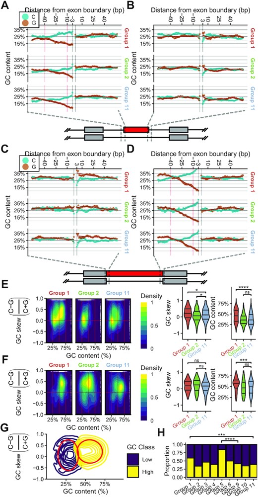 mRNA splicing events altered in EwS have significantly different GC content profiles. (A) Sliding window (8 bp) of G and C content of Group 1, 2 and 11 cassette exons from −64 bp to −3 bp, and from 1 bp to 64 bp relative to 3′ splice site (3′SS) or (B) 5′SS. Fit is a 3rd order polynomial with 95% confidence interval. The area indicated with red vertical lines is from −40 bp to −10 bp relative to the 3′SS. (C) Sliding window (8bp) of G and C content of Group 1, 2 and 11 retained introns from −64 bp to −3 bp, and from 1 bp to 64 bp relative to 5′SS or (D) 3′SS. Fit is a 3rd order polynomial with 95% confidence interval. The area indicated with red vertical lines is from −40 bp to −10 bp relative to the 3′SS. (E) Density distribution of GC skew and GC content for all cassette exon splicing events or (F) retained intron splicing events in Groups 1, 2 and 11 when comparing EwS to hMSC-BM. Violin plots indicate distributions evaluated in single dimensions. (G) 2D Gaussian mixed model fit to all quantified splicing events. The red boundary contains 75% of all events in the given class. (H) Proportion of each group classified as ‘High’ or ‘Low’ GC class by gaussian mixed model in (G). (Wilcoxon signed-rank test; *P ≤ 0.05; **P ≤ 0.01; ***P ≤ 0.001; ****P ≤ 0.0001).