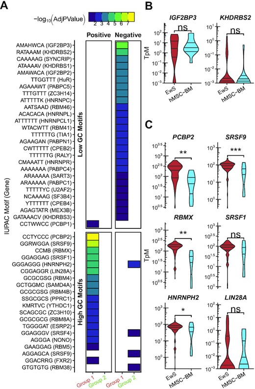 Motif enrichment analysis of sites of altered mRNA splicing in EwS relative to hMSC-BM. (A) Motif enrichment analysis of the region −500 to +50 of exons that are classified as Group 1 in the comparison between EwS and hMSC-BM. Motifs are grouped by high or low GC content (more or less than 50%). Colored blocks indicates an adjusted P-value ≤0.05, with purple through yellow corresponding to increased significance. Group 1 exons were compared to Group 11 exons. (B) mRNA expression of genes associated with motifs that were depleted in Group 1 relative to Group 11. (C) mRNA expression of genes associated with motifs that were enriched in Group 1 relative to Group 11 (Student’s t-test; *P ≤ 0.05; **P ≤ 0.01; ***P ≤ 0.001; ****P ≤ 0.0001).