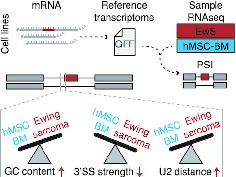 RNA splicing in Ewing sarcoma was quantified by first constructing a reference transcriptome using long-read sequencing of cell line models, then using tumor samples for per-event quantification. We find that altered RNA splicing in Ewing sarcoma is characterized by, among other things, higher GC content and lower 3' splice site strength.