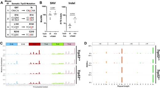 Mouse Pole+/P286R tumors display high mutation burden and POLE signatures independent of p53 status. (A) Spontaneous somatic Trp53 mutations arise in all tumors from germline Pole+/P286R;Trp53+/– mice. (B) Single nucleotide variants (SNVs) and insertion and deletion (indel) frameshift mutations in tumors from Pole+/P286R;Trp53+/+ and Pole+/P286R;Trp53+/– mice. For comparisons of the means between two groups, unpaired two-tailed t-test and Welch’s correction for nonequal SD were used. Mutation spectra of SNVs (C) and indels (D) from two Pole+/P286R;Trp53+/+ thymic tumors (top) and two Pole+/P286R;Trp53+/– splenic tumors (bottom) are shown.