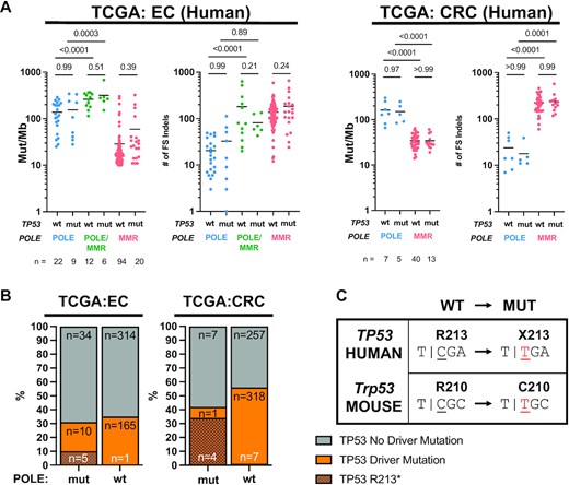 Driver mutations in TP53 do not affect mutagenesis in human endometrial (EC) and colorectal (CRC) cancers from TCGA. (A) Mutation burden of SNVs (mut/Mb) and number of indels, categorized by POLE, POLE/MMR and MMR SBS signature status from human tumors. Comparison is stratified by TP53 driver mutation status. P-values indicated and determined by ANOVA. (B) Frequencies of TP53 driver mutations in human endometrial and colorectal tumors from the for TCGA dataset with mutations in POLE are no different than in POLE wild-type tumors. Fisher’s exact test was performed comparing all TP53 driver mutations, and P-values indicated above stacked bars. (C) The single POLE-dependent TP53 mutation hotspot observed in human tumors (R213) lacks the sequence context to be a hotspot in mouse Trp53. The threshold for declaring significance is P < 0.05.