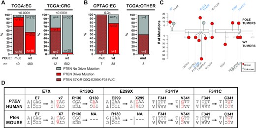 Driver mutations in PTEN are enriched in human and mouse POLE tumors. (A) Frequencies of PTEN driver mutations are significantly enriched in human POLE mutant endometrial and colorectal tumors versus tumors with wild-type POLE from the TCGA dataset. Fisher’s exact test was performed comparing all PTEN driver mutations, and P-values indicated above stacked bars. (B) The frequencies of PTEN driver mutations are also elevated in POLE mutant tumors in the CPTAC endometrial dataset as well as in tumor types in TCGA that are not otherwise enriched in POLE mutations (all other tumors). Fisher’s exact test was performed comparing all PTEN driver mutations, and P-values indicated above stacked bars. (C) Lollipop plot of PTEN mutations. Recurrent PTEN mutations (n > 2) from POLE mutant (above) and POLE wild-type tumors are plotted. Mutations occurring in POLE signature motifs are shown in blue. (D) For each of the recurrent human PTEN driver mutations observed in human POLE mutant tumors, the flanking nucleotide context is shown (above) with the mutated base pair shown in red. The same flanking nucleotides for the conserved amino acid residues in mouse Pten are also shown (below) to denote POLE mutation signature context presence (E7, F341) or absence (R130, E299).