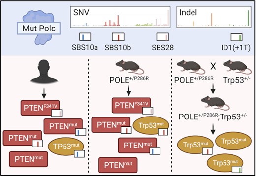POLE signature mutations in PTEN or TP53 are increased in tumors depending on the genetic background.