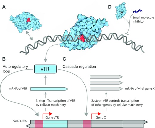 How vTRs stimulate transcription of viral genes. (A) vTRs act in concert with the host cellular transcriptional machinery components and control the processing of viral genetic information via direct binding to nucleic acids or through binding to host transcriptional cofactors. The scheme shows how vTRs hijack cellular transcriptional components to transcribe the viral gene encoding vTR. Once synthesized and returned to the nucleus, vTR stimulates transcription of the same transcription unit (vTR itself) via a two-step autoregulatory loop (B) or a different viral protein X via cascade regulation (C). Red arrows depict the end of promoters (red regions) on the genome where vTRs bind. (D) Identified regions essential for vTR function may serve to design small molecules that specifically inhibit vTRs, suppress viral genome transcription and activate host cell protective pathways.