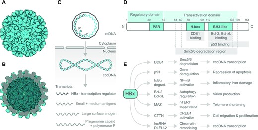 HBV capsid, viral DNA processing and HBx transcription factor domain structure, interactions and effects. The electron microscopy reconstruction of HBV capsid particle based on PDB 2G33: (A) outer view and (B) inner view, visualized using the Protein Imager. (C) Scheme of how HBV genome is processed in the host cell. Viral genome enters host cell as rcDNA (relaxed circular partially gapped dsDNA) containing viral reverse transcriptase (polymerase P, cyan circle) that converts rcDNA into dsDNA utilizing host RNA polymerase II and RNA primer at the 5′ end of the gapped strand (light gray); cccDNA (covalently closed circular DNA). (D) Domain structure of viral transcription factor HBx. Numbers above denote position of amino acid; PSR, proline/serine-rich region; H-box, amino acid sequence interacting with cellular DDB1; BH3-like, the region comprising BH3-like motif and interacting with Bcl-xL protein family. (E) Overview of cellular proteins directly interacting with HBx along with immediate effects of interaction at the cellular level, and subsequent physiological response. Other HBx interacting partners are mentioned in the text.