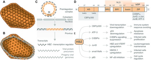 The retroviral capsid, viral RNA processing and HBZ transcription factor domain structure, interactions and effects. The electron microscopy reconstruction of HIV-1 capsid based on PDB 3J3Y: (A) outer view and (B) inner view, visualized using the Protein Imager. HTLV-1 and HIV-1 are close relatives within the Retroviridae family. (C) Viral RNA processing cycle of HTLV-1. The two copies of viral genomic RNA are reverse transcribed to form the pre-integration complex. The reverse-transcribed viral DNA and integrase (IN) enter the nucleus. The viral DNA incorporates into the host genome via integrative recombination catalyzed by IN. Thus, the created provirus is transcribed into mRNA. Expressed mRNA molecules produce viral proteins, including the transcription regulator HBZ and new viral genomic RNA. (D) Domain structure of viral transcription factor HBZ – the most abundant isoform. HBZ possesses an N-terminal activation domain (AD) containing two LxxLL motifs interacting with transcription coactivators CBP/p300. Central basic regions (BRs) of HBZ are responsible for nuclear localization. The C-terminal bZIP domain enables HBZ to heterodimerize with several bZIP factors. The bZIP domain consists of the basic region involved in DNA binding and a ZIP that mediates coiled-coil interactions with other bZIP transcription factors. (E) Overview of cellular proteins interacting with HBZ along with effects of the interactions on cellular functions and subsequent HTLV-1 progression and propagation. Other HBZ interacting partners are mentioned in the text.