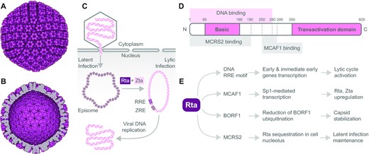 EBV capsid, viral DNA processing, and Rta transcription factor domain structure, interactions and effects. The electron microscopy reconstruction of EBV capsid particle based on PDB 7BSI: (A) outer view and (B) inner view, visualized using the Protein Imager. (C) Schematic representation of how EBV genome is processed in the host cell. Transcription factors Rta and Zta induce transformation of the latent to lytic infection of EBV. Rta and Zta bind to their response elements and converse the episomal viral DNA condensed on histones to the replication-ready circular dsDNA to produce viral DNA. RRE, Rta response element; ZRE, Zta response element. (D) Domain structure of viral transcription factor Rta. Rta contains the N-terminal basic and C-terminal transactivation domain. DNA binding region is localized within the 280 N-terminal amino acids. The Rta amino acid region 250-290 is essential for MCAF1 binding, important for Rta upregulation. The interaction with MCRS2 through Rta amino acid region 1-190 sequesters Rta in the nucleolus. (E) Overview of viral and cellular proteins interacting with Rta along with effects of the interactions on viral and cellular functions and subsequent EBV progression and propagation.