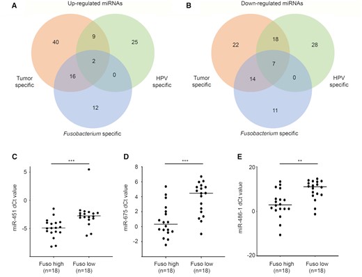 MicroRNAs associated with the load of Fusobacterium in the HPV-negative HNSC tumors. (A, B) Up- and downregulated miRNAs in the tumor versus normal (red), HPV-positive versus -negative (green) and Fusobacterium-high versus -negative (blue) tumors, respectively. Differentially expressed miRNAs miR-451 (C), miR-675 (D) and miR-586-1 (E) validated using qPCR in the Fusobacterium-high and -low in-house tumor samples (n = 18 each).