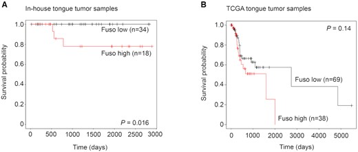Survival analysis between the Fusobacterium-high and -low burden subgroups in the (A) in-house (n = 62) and (B) HPV-negative TCGA oral tongue patient samples (n = 108).