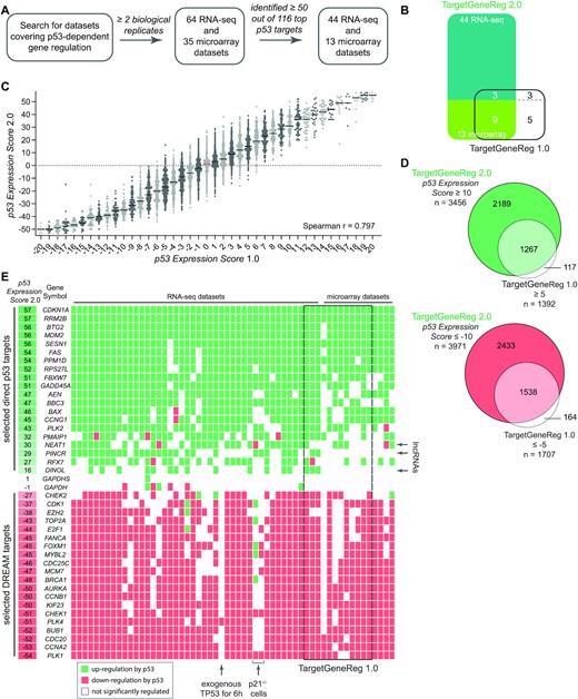 (A) Flow chart for the integration of datasets on p53-dependent gene regulation. (B) Datasets on p53-dependent gene regulation in TargetGeneReg v2.0 compared to TargetGeneReg v1.0. (C) The p53 Expression Score v2.0 from TargetGeneReg v2.0 compared to the p53 Expression Score v2.0 from TargetGeneReg v1.0 for 17 446 genes present in both databases. Genes are displayed by individual points. The median is indicated by a black line or a red line to highlight ‘0’. (D) Genes passing the recommended p53 Expression Score threshold to be considered high-recurrence genes that are up or down-regulated by p53 in TargetGeneReg v2.0 compared to TargetGeneReg v1.0. (E) The p53 Expression Score v2.0 and data from the underlying 57 individual datasets visualized for 20 selected direct p53 target genes, 20 selected targets of the DREAM complex, and the non-regulated GAPDH genes. It is indicated whether individual datasets were generated using RNA-seq or microarray. Individual datasets that were also present in TargetGeneReg v1.0 are indicated. The lncRNAs NEAT1, PINCR, and DINOL are highlighted as they were not available in TargetGeneReg v1.0. Details on three datasets in which most DREAM targets are not down-regulated by p53 are shown.