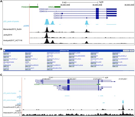 (A) Image of UCSC Genome Browser displaying the CDKN1A locus linked from TargetGeneReg v2.0. The blue tracks display the p53_peak-of-peaks summary and the most likely underlying p53RE that has been identified. Individual p53 ChIP-seq tracks can be selected from (B) the track hub that is loaded through the TargetGeneReg v2.0 linkage. Together, the visualization provides precise visualization of p53 binding sites locations and their underlying p53RE and enables seamless comparisons between summary data and individual datasets. (C) Image of UCSC Genome Browser displaying the PTHLH locus linked from TargetGeneReg v2.0. The blue tracks display the p53_peak-of-peaks and p63_peak-of-peaks summaries and the most likely underlying p53RE and p63RE. Individual p63 ChIP-seq tracks can be selected from the track hub hat is loaded through the TargetGeneReg v2.0 linkage, as shown for p53 above. PTHLH is a direct target of ΔNp63 but not p53, and the unique p63 binding site can be readily seen by comparing the peak-of-peaks summary binding data.