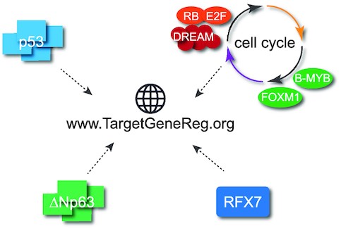 The web-atlas at www.TargetGeneReg.org includes gene expression and transcription factor DNA binding data to determine, for each gene, the response to p53, ΔNp63, and cell cycle signaling.