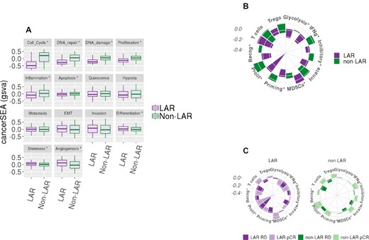 Gene set variation analysis of cancerSEA and Immunograms. Geneset variation analysis (gsva) was performed on the combined and scaled cohort using genesets from the cancer single-cell atlas (cancerSEA) and a recent aggregation of immune gene signatures. (A) Ten of the 14 cancerSEA geneset were differentially scored between the LAR and non-LAR cohorts. The down regulation of the cell cycle, DNA damage, and repair associated genes was observed in LARs. The downregulation of the genes associated with these cellular functions may explain the reduced efficacy observed among these LAR NAC samples. (B) Similarly, we evaluated recently proposed immune gene signatures and presented them as immunograms. Seven of the ten immune signatures were observed to be differentially scored, indicated with ‘*’. The proliferation signature confirmed the higher expression in proliferation-associated genes among the non-LAR, also observed in the cancerSEA. We also observed a decrease in immunological activity among the LAR, including metabolic glycolysis required to drive innate and acquired immunity, while inhibitory molecules and inhibitory myeloid-derived suppressor cells (MDSCs) mast cell were significantly up-regulated. Regulatory T-cells were also markedly up-regulated, although not significantly. (C) Evaluating the same signatures with respect to NAC therapeutic response (1078 samples – 8 samples with missing data) was then performed. No significant immunological activity was observed among the LAR responders. In contrast, the non-LAR responders demonstrated consistent global elevation of immunological expression levels.