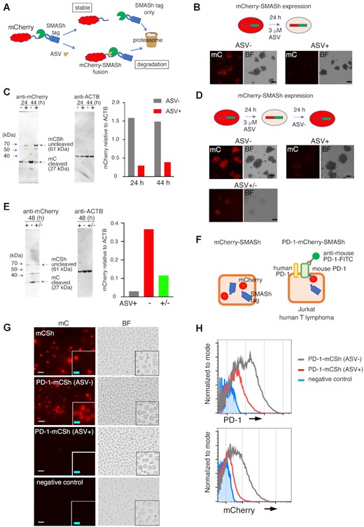 Dynamics of PD-1-mCherry-SMASh fusion protein in EL4 murine T-lymphoma cells and Jurkat human T-lymphoma cells treated with asunaprevir (ASV). (A) Schematic diagram of the SMASh degron system on mCherry fusion protein. (B) Fluorescent mCherry (mC) and bright-field (BF) images of mCherry-SMASh-expressing EL4 cells with (+) or without (–) ASV treatment for 24 h. Scale bars: 10 μm. (C) Western blotting of cell lysate proteins from the mCherry-SMASh vector-transfected EL4 cells using anti-mCherry and anti-β-actin antibodies. The mCherry levels relative to β-actin (ACTB) were quantified as shown in the graph. The 24- and 44-hour samples comprised the polyclonal cells that were treated at the same time; the experiment was performed once. (D) Fluorescent mCherry and BF images in mCherry-SMASh-expressing EL4 cells. (Top left) without ASV (–), (top right) 48 h after addition of ASV (+), (bottom) cultured for 24 h with ASV, and then ASV was removed and cultured for 24 h (+/–). Scale bars: 10 μm. (E) Western blotting of cell lysate proteins from the same cells in (D) using anti-mCherry and anti-β-actin (ACTB) antibodies. The level of mCherry relative to ACTB was quantified and shown in the graph. ASV+, ASV-, and ASV+/- samples comprised the polyclonal cells that were treated at the same time; the experiment was performed once. (F) A schematic diagram of mCherry-SMASh (left) and PD-1-mCherry-SMASh (right) fusion protein in a cell without ASV. (G) Fluorescent mCherry (mC) and bright-field (BF) images of Jurkat cells expressing mCherry-SMASh (mCSh), PD-1-mCherry-SMASh (PD-1-mCSh) without ASV (ASV–), PD-1-mCherry-SMASh (PD-1-mCSh) with ASV (ASV+) and the backbone vector (negative control) 1 day after transfection. The bottom right insert of each image corresponds to a magnified view. White scale bars: 20 μm, light blue scale bars: 10 μm. (H) Flow cytometric analyses of cell-surface PD-1 (top) and mCherry (bottom) in PD-1-mCherry-SMASh-expressing Jurkat cells without ASV (ASV–, grey) or with ASV (ASV+, red) for 3 days and backbone vector (negative control, blue).