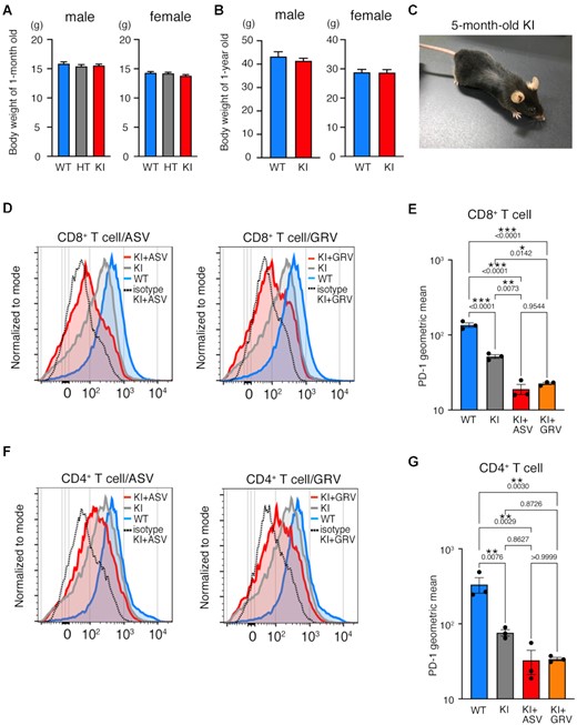 PD-1 and mCherry in PD-1-mCherry-SMASh homozygous mutant (KI) splenocytes in the presence of asunaprevir (ASV) or grazoprevir (GRV). (A, B) Body weights of wild-type (WT), heterozygous mutant (HT), and homozygous mutant (KI) mice at ages of 1 month (A) and 1 year (B). The numbers of individuals are as follows: 1-month-old males: 90 WT, 104 HT and 145 KI; 1-month-old females: 91 WT, 106 HT, and 121 KI; 1-year-old males: 6 WT and 29 KI; 1-year-old females: 10 WT and 14 KI. Data are represented as the mean + standard deviation (SD). (C) Normal appearance of 5-month-old KI mouse. (D) Flow cytometric analyses of PD-1 expression in WT, KI without ASV (KI), and KI with ASV (KI+ASV) CD8+ T cells stimulated concanavalin A (Con A). The curves of isotype control (dotted line) are the result of the same sample as KI+ASV/GRV in the graph. The experiment was performed independently for splenocytes from three mice per each genotype twice. The data show the results of one experiment. (E) The geometric means of fluorescence intensity of PD-1-FITC in CD8+ T cells of each genotype shown in (D). The results of the statistical test were comparable for the other experiment. (F) Flow cytometric analyses of PD-1 expression in WT, KI without ASV (KI), and KI with ASV (KI+ASV) CD4+ T cells stimulated Con A. The experiment was performed independently for splenocytes from three mice per each genotype twice. The data show the results of one experiment. (G) The geometric means of fluorescence intensity of PD-1-FITC in CD4+ T cells of each genotype shown in (F). The statistical test showed that the results of the other experiment were comparable. In (E) and (G), a geometric mean of each sample was calculated by subtraction of the geometric mean stained with isotype control from that stained with anti-PD-1 antibody. Data are represented as the mean + standard error (SE). P values obtained by one-way ANOVA were shown in the graph. *P < 0.05; **P < 0.01; ***P < 0.001.