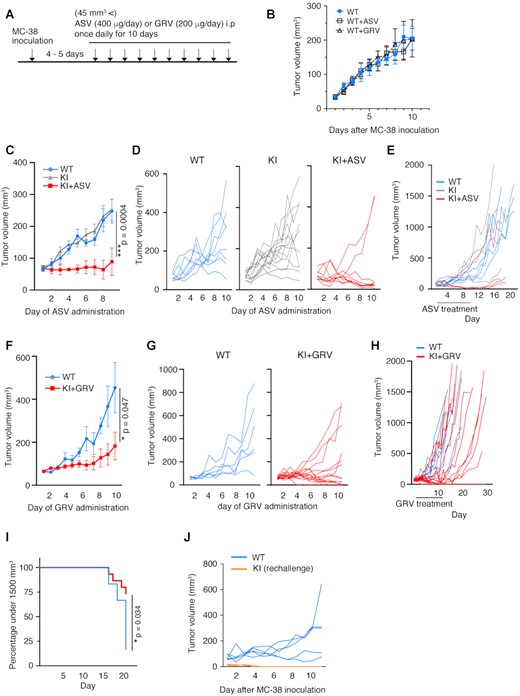 Growth of MC-38 cells was repressed in PD-1-mCherry-SMASh knock-in (KI) mice treated with asunaprevir (ASV) or grazoprevir (GRV). (A) Schedule of the experiments. (B) Growth curve of MC-38 cells in wild-type mice treated with ASV (WT+ASV, n = 6), with GRV (WT+GRV, n = 6) or without treatment (WT, n = 6). One million MC-38 cells were injected subcutaneously, and MC-38 cell masses were measured from day 4. When cell masses reached a volume greater than 45 mm3, the administration of ASV, GRV or was initiated. The experiment was performed once. (C) Growth curve of MC-38 cell masses in WT (light blue, n = 8), KI (grey, n = 13), and KI+ASV mice (red, n = 9). Data are represented as mean ± standard error (SE). Transplantation of MC-38 cells was performed in two separate experiments, and the results are represented as a single graph. (D) Individual growth curve of MC-38 cell masses in the same mice shown in (C). (E) Long-term observation of MC-38 proliferation in each experimental group (WT, n = 5; KI, n = 3; KI + ASV, n = 4). The experiment was performed once. (F) Growth curve of MC-38 cell masses in WT (light blue, n = 6) and KI mice treated with GRV (KI + GRV) (red, n = 15). Data are represented as mean ± SE. MC-38 cells were transplanted in two separate experiments, and the results are presented in a single graph. (G) Individual growth curve of MC-38 cell masses in the same mice are shown in (F). (H) Long-term observation of MC-38 proliferation in each experimental group. (I) Time course of MC-38 cell mass until the volume reached 1500 mm3. (J) Cell growth curve of MC-38 cells reintroduced into KI+GRV mice after they were previously eliminated. No GRV treatment was given at rechallenge (WT, n = 5; KI rechallenge n = 4). The experiment was performed once. ***P < 0.001; *P < 0.05; two-way ANOVA with the Geisser-Greenhouse correction (C, F) and Gehan–Breslow–Wilcoxon test (I). Degrees of freedom and F values are shown in Supplementary Table S5.