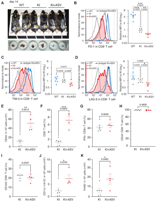 Tumor-infiltrating immune cells in KI mice with asunaprevir (ASV) treatment. (A) Examples of mice and cell masses analyzed by FACS at day 14 after initiation of ASV treatment. (B–D) Cell -surface expression of PD-1 (B), TIM-3 (C) and LAG-3 (D) in CD8+ T cells in the microenvironment of MC-38 cell masses. The curves for isotype control (dotted line) are the results for the same sample as KI+ASV presented in the graph. WT (blue, n = 7), KI (grey, n = 6), KI+ASV (red, n = 5), biologically independent samples. The mean for each sample was calculated by subtracting the mean for sample stained with isotype control from that for the sample stained with anti-PD-1 antibody. Transplantation of MC-38 cells was performed in two separate experiments, and the results are represented as a single graph. (E) The numbers of tumor-infiltrating CD45+ immune cells analyzed by flow cytometry. KI (grey, n = 6) and KI+ASV (red, n = 4), biologically independent samples. (F–I) The ratios of tumor-infiltrating CD8+ T cells in CD45+ cells (F), IFNγ+CD8+ effector T cells (G), CD44+CD8+ effector T cells (H) and CD103+CD8+ residual memory T cells (I) analyzed by flow cytometry. KI (grey, n = 6), KI+ASV (red, n = 4), biologically independent samples. (J, K) The numbers of tumor infiltrating dendritic cells (J) and macrophages (K) in 106 cells of microenvironment. KI (grey, n = 6), KI+ASV (red, n = 4), biologically independent samples. Data are represented as mean ± standard error (SE). The experiment was conducted twice independently, and the results are presented in a single graph. P values obtained by Brown-Forsythe Welch ANOVA tests (B–D) and unpaired two-tailed t-tests (E–K) were shown in the graph. *P < 0.05; **P < 0.01; ***P < 0.001.
