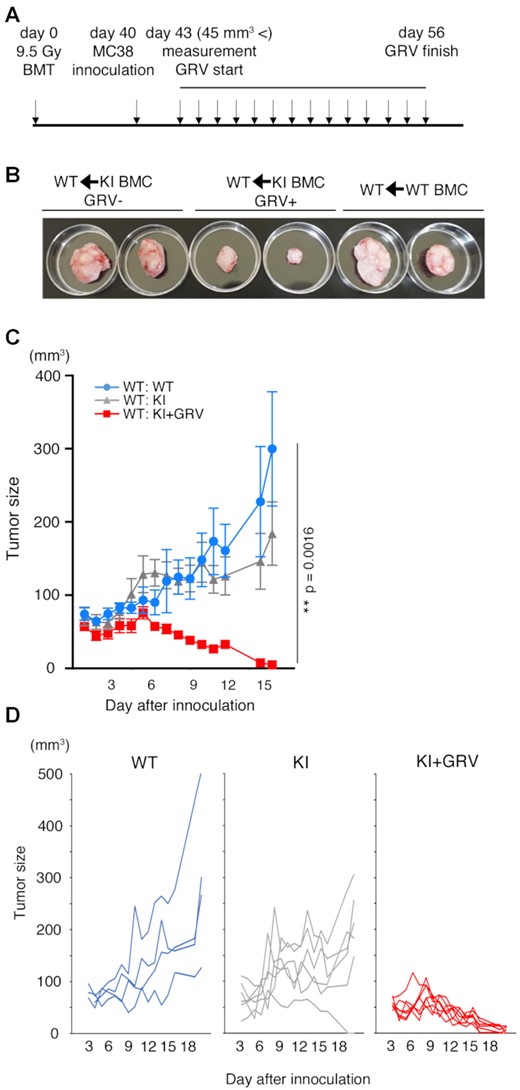 Growth of MC-38 cells was repressed in wild-type (WT) mice upon grazoprevir (GRV) administration after transplantation of PD-1-mCherry-SMASh knock-in (KI) bone marrow cells (BMCs). (A) Schedule for the experiments. Donor BMCs were transplanted through an orbital venous plexus into recipient WT mice irradiated with a lethal dose of radiation. Forty days after BMC transplantation, MC-38 cells were injected into the mice, and GRV was administered to them. (B) MC-38 cell masses in WT mice transplanted with WT BMCs (right), WT mice transplanted with KI BMCs and treated with the vehicle (GRV–, left), and WT mice transplanted with KI BMCs and treated with GRV (GRV+, center), 28 days after initiation of GRV treatment. (C) Growth curve of MC-38 cell masses in WT mice transplanted with WT BMCs (WT: WT, blue, n = 4), WT mice given vehicle (DMSO) after transplantation of KI BMCs (WT: KI, grey, n = 6) and WT mice given GRV after transplantation of KI BMCs (WT: KI + GRV, red, n = 7). Data are represented as mean ± standard error (SE). **P < 0.01; two-way ANOVA with the Geisser–Greenhouse correction. Degrees of freedom and F values are shown in Supplementary Table S5. The experiment was performed twice. The data show the results of one experiment; the statistical test showed that the results of the other experiment were comparable. (D) Individual growth curve of MC-38 cell masses in the same mice shown in (C).