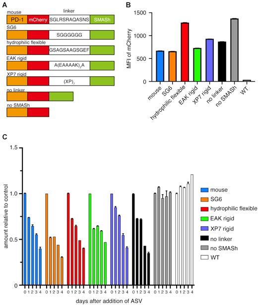 Difference of the amount of PD-1-mCherry protein using various linker between mCherry and SMASh. (A) Amino acid sequences of various linkers between PD-1 and SMASh tag. (B) Expression amount of mCherry without ASV treatment quantified by flow cytometry. (C) Time course of mCherry intensities after adding 10 μM ASV. The relative values to the fluorescence intensity of the samples to which DMSO was added are shown. The experiment was performed twice using three independent samples of polyclonal-derived cells. The data show the results of one experiment, and the result of the other experiment was comparable. The error bars are so short that the error bars are not visible in some samples (B, C).