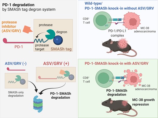 We applied the SMASh degron to a cancer immunotherapy model to reduce cancerous growth. This system may be employed for characterizing the cellular functions of proteins and treating diseases.