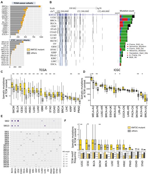 KMT2C mutant tumors have a significant excess of APOBEC mutational signatures in multiple cancer types. (A) The number of tumor samples in 17 TCGA and 13 ICGC cancer cohorts. The samples with KMT2C mutations are indicated in yellow. (B) Genome graph shows distribution of non-silent, coding mutations in KMT2C locus in the TCGA cancer cohorts. The shadowed blue regions indicate two mutational hotspots spanning exons 36–38 and 43–52. The bar graph on the right depicts total frequency of different classes of mutations in respective cohorts, as indicated by the keys. (C, D) Boxplot showing the somatic mutation count at TCW contexts (including TCA to TTA or TGA, and TCT to TTT or TGT mutations) in KMT2C mutant (yellow) and other samples (grey) for (C) TCGA and (D) ICGC cohorts. P-value was calculated by Mann–Whitney U‐test, *P-value < 0.05, **P-value < 0.01. (E) Bubble plot showing the weights of different COSMIC v2 mutational signatures in non-silent KMT2C mutations in respective cancer cohorts. (F) Boxplot showing the somatic mutation count at TCW contexts within ATAC-seq peak regions in KMT2C mutant and other samples in the TCGA cohorts. The bar showing the mean value, and the top and bottom of the boxes indicated first and third quartiles respectively. Barplots in the panel below show the frequency of TCW motifs in these ATAC-seq regions in the two groups in these cancer cohorts. P-value was calculated by Mann–Whitney U‐test, *P-value < 0.05, **P-value < 0.01. For description of the cohorts, see (A) and Supplementary Table S1. BRCA: breast invasive carcinoma; LUAD: lung adenocarcinoma; PRAD: prostate adenocarcinoma; HNSC: head and neck squamous cell carcinoma; UCEC: uterine corpus endometrial carcinoma; LUSC: lung squamous cell carcinoma; SKCM: skin cutaneous melanoma; OV: ovarian serous cystadenocarcinoma; STAD: stomach adenocarcinoma; GBM: glioblastoma multiforme; LIHC: liver hepatocellular carcinoma; COAD: colon adenocarcinoma; BLCA: bladder urothelial carcinoma; KIRC: kidney renal clear cell carcinoma; KIRP: kidney renal papillary cell carcinoma; CESC: cervical and endocervical cancers; ESCA: esophageal carcinoma; BRCA-EU: breast ER+ and HER2– cancer – EU/UK; ESAD-UK: esophageal adenocarcinoma – UK; LIRI-JP: liver cancer – RIKEN, JP; PACA-CA: pancreatic cancer – CA; LAML-KR: acute myeloid leukemia – KR; COCA-CN: colorectal cancer – CN; LUSC-KR: lung cancer – squamous cell carcinoma – KR; MELA-AU: skin cancer – AU; BRCA-FR: breast cancer – FR; BRCA-UK: breast triple negative/lobular cancer – UK; BRCA-US: breast cancer – TCGA, US; SKCM-US: skin cutaneous melanoma – TCGA, US; BLCA-US: bladder urothelial cancer – TCGA, US.